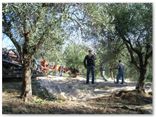 raccolta e produzione (2)