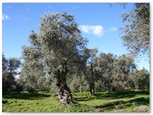 territorio (3)